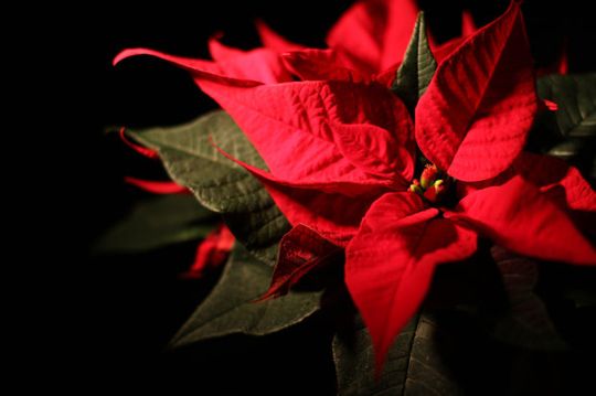 KVW: Vorweihnachtliche Feier für Senioren und Alleinstehende