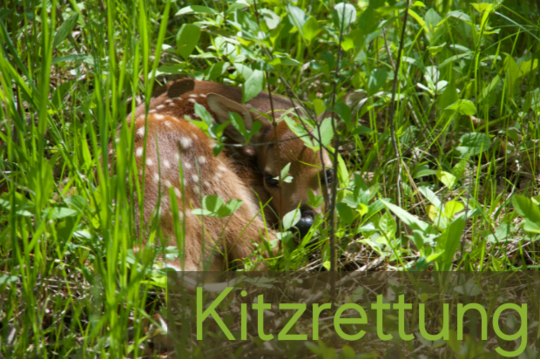 Kitzrettung 2025 – Gemeinsam Leben schützen