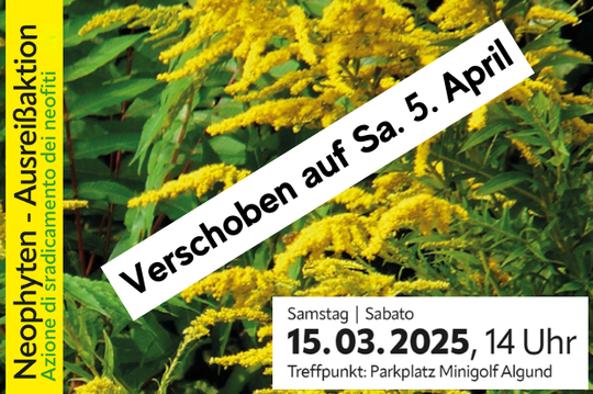 Neophyten Ausreißaktion zum Mitmachen